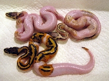 super pastel pied trio