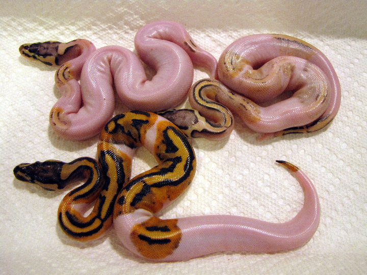 super pastel pied trio