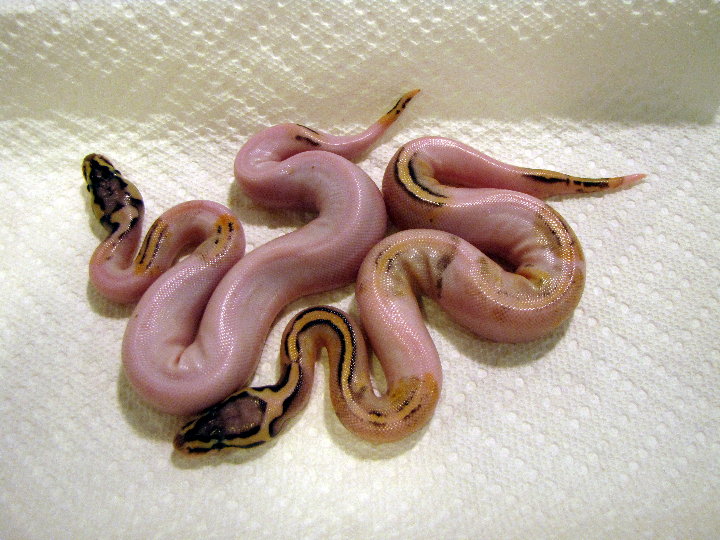 super pastel pied pr