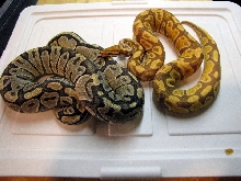 ultramel x ghost