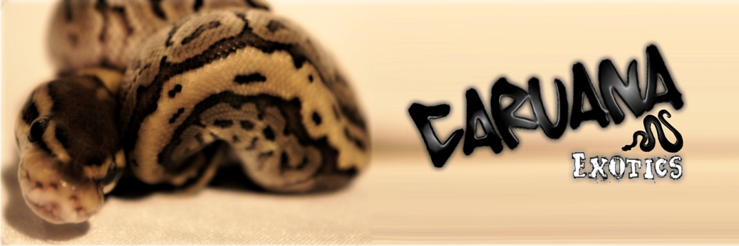 Caruana Exotics
