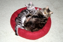 Grizz and Sly together