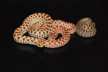 Hognose