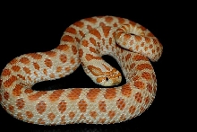 super zombie hognose