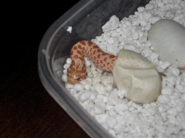 first super zombie hatching