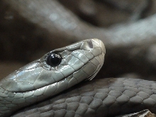 Black Mamba