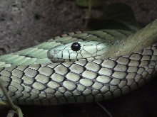 Green Mamba