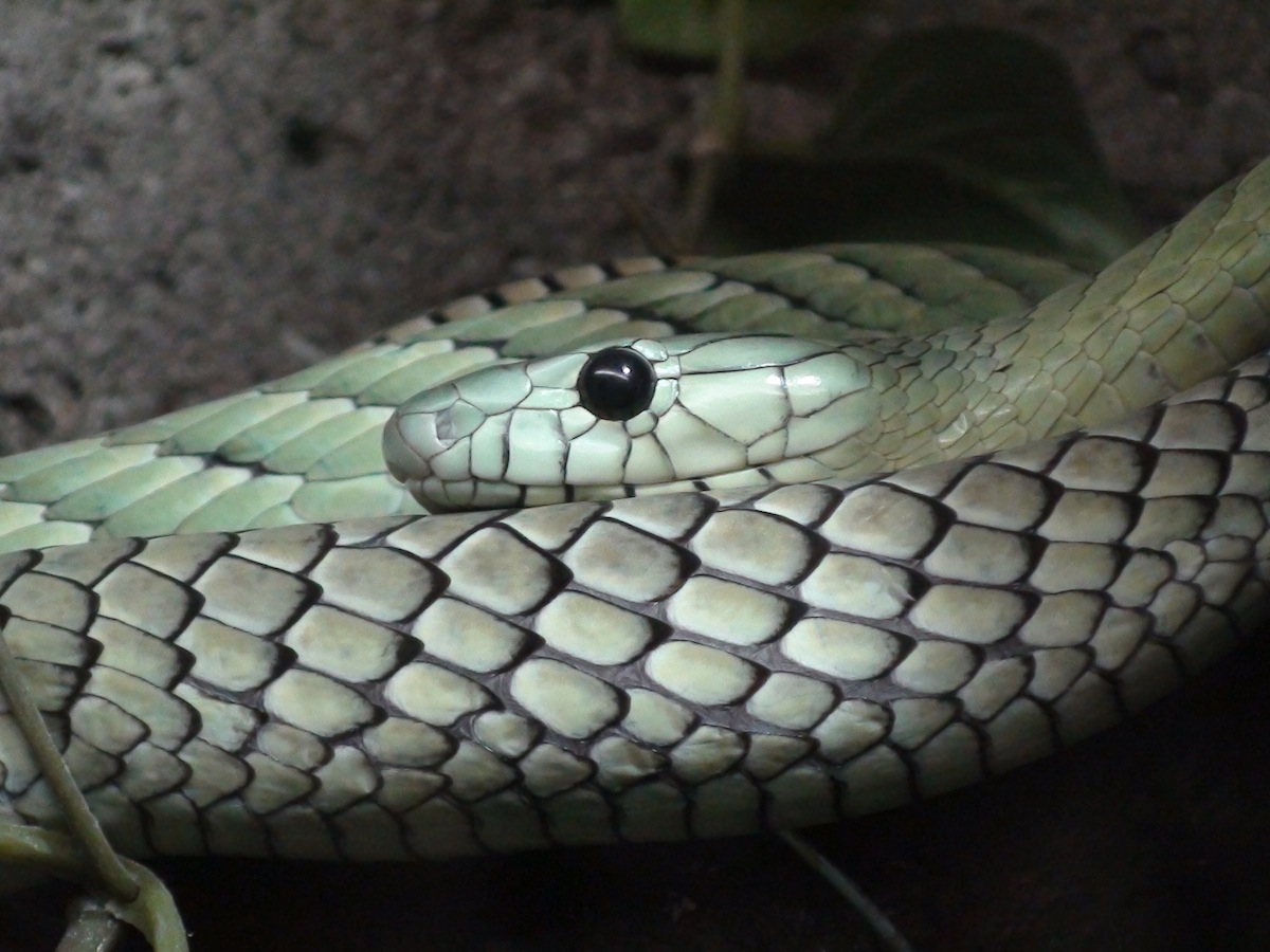 Green Mamba