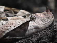 Gaboon Viper