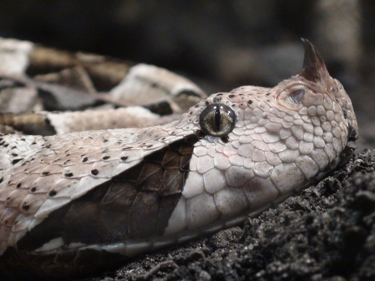 Gaboon Viper