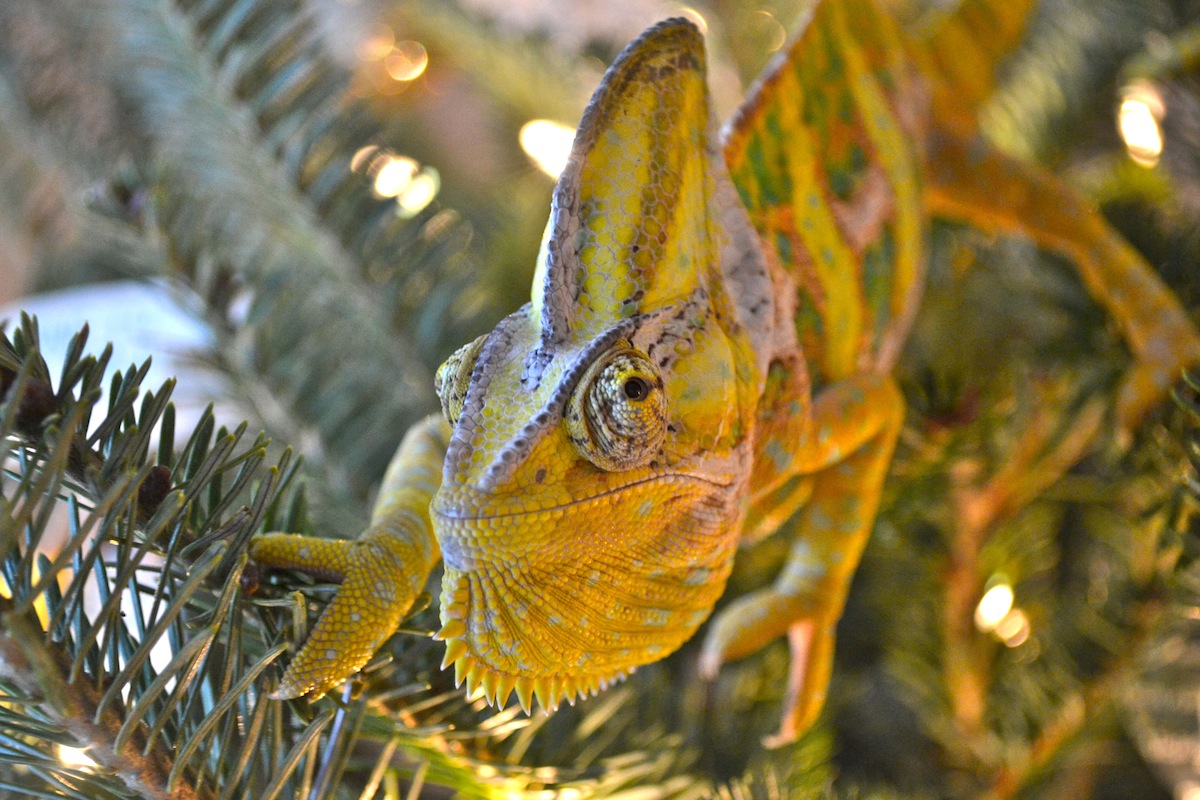 He Thinks He's An Ornament
