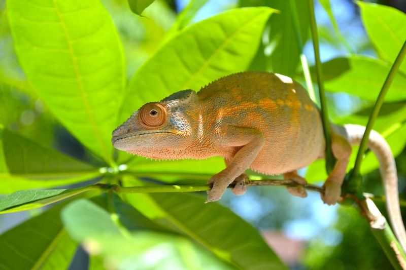 Lady Of The Leaves