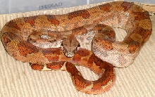 Dwarf Hypo 1