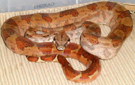 Dwarf Hypo 1
