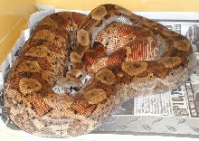 gravid hypo