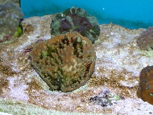 Saltwater - Austin Aquariums