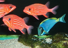 Saltwater Photos