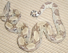 Nice Female Ghost