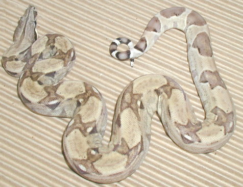 Nice Female Ghost