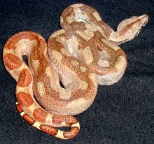 Male central x salmon 1