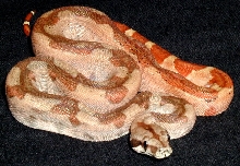 Male Central x Salmon 3