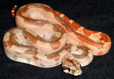 Male Central x Salmon 3