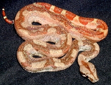 Male Central x Salmon 2