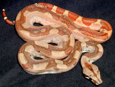 Male Central x Salmon 2