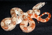 Female Central x Salmon 2