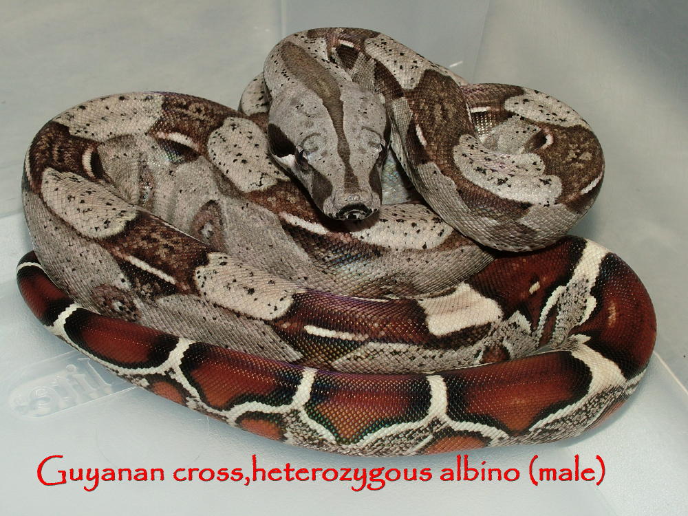 06 Guyanan cross.