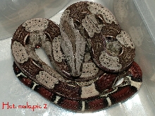 Het/pic#2