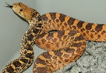 One of my Texas "normals" from 2012