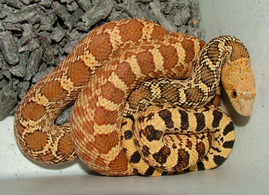 Stillwater possible multi-het.