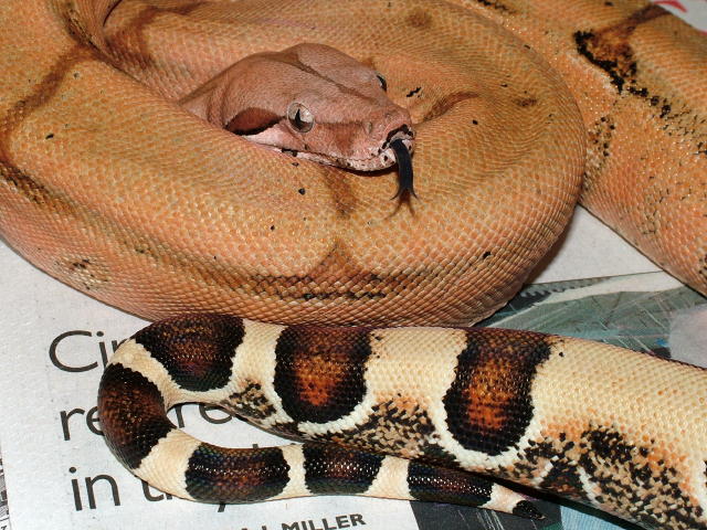 Harlequin...