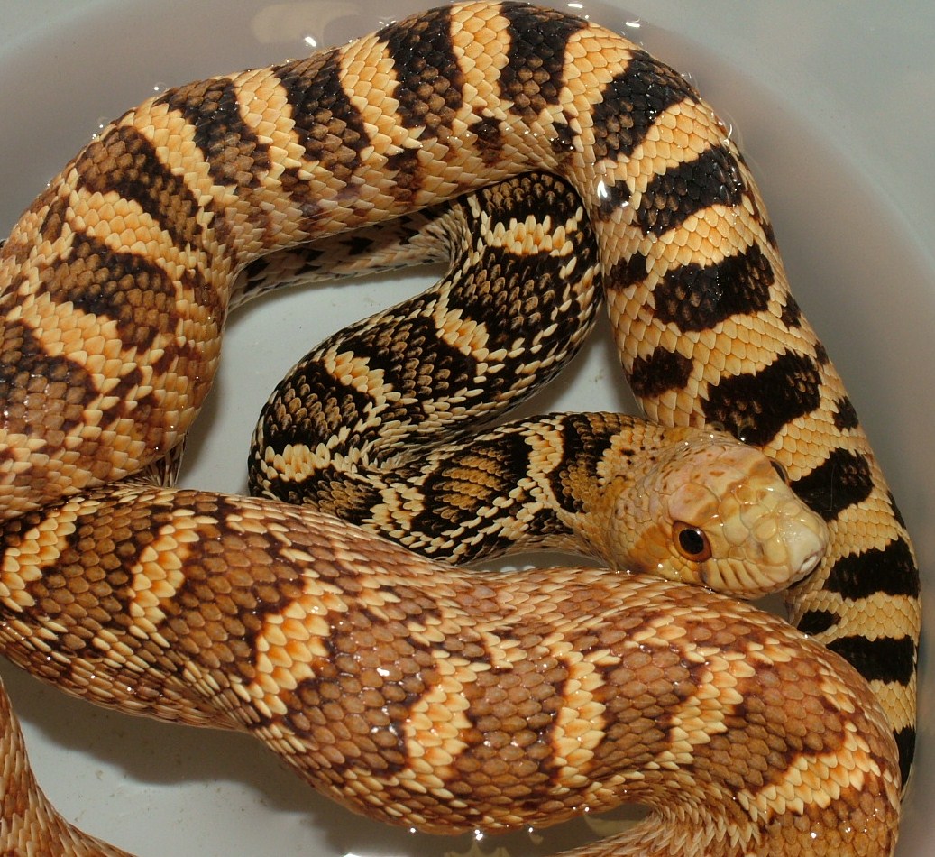 Female Stillwater Hypo