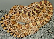 Sonoran Gopher