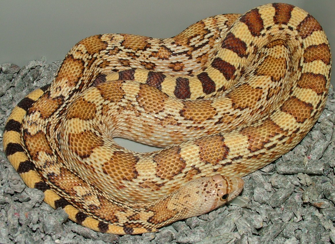 Sonoran Gopher
