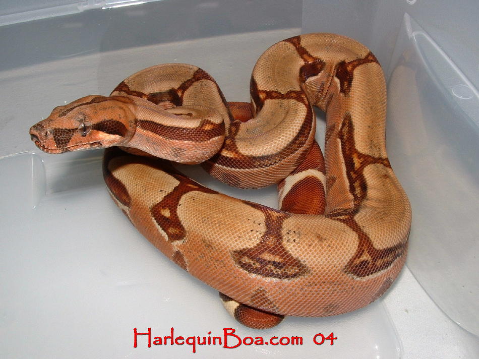 F1 female