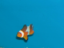 Saltwater - Austin Aquariums