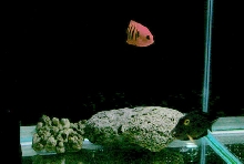 Saltwater Photos