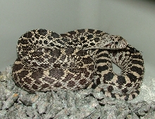 Axanthic