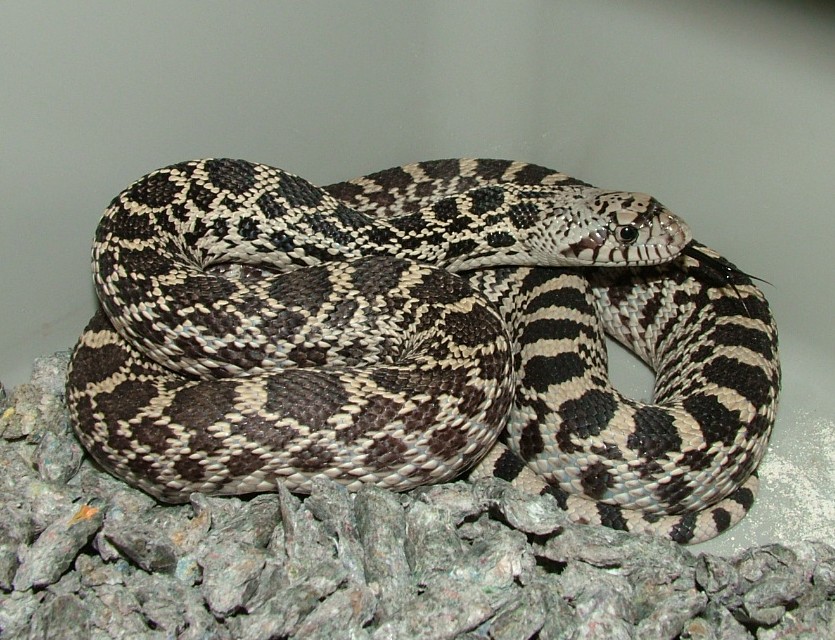 Axanthic