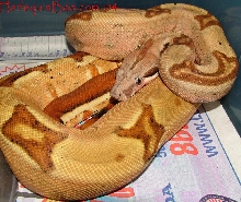 F1 Harlequin hypo