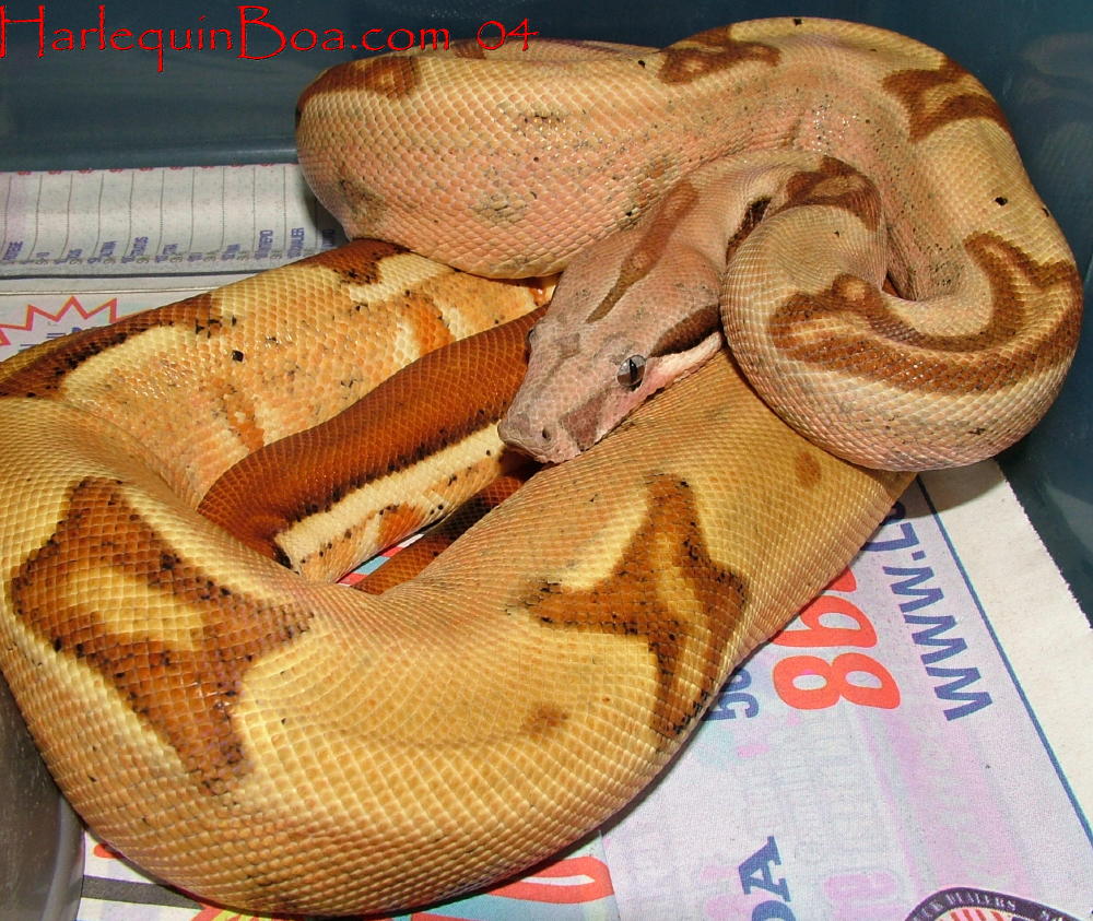 F1 Harlequin hypo