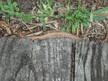 Patternless Copperhead