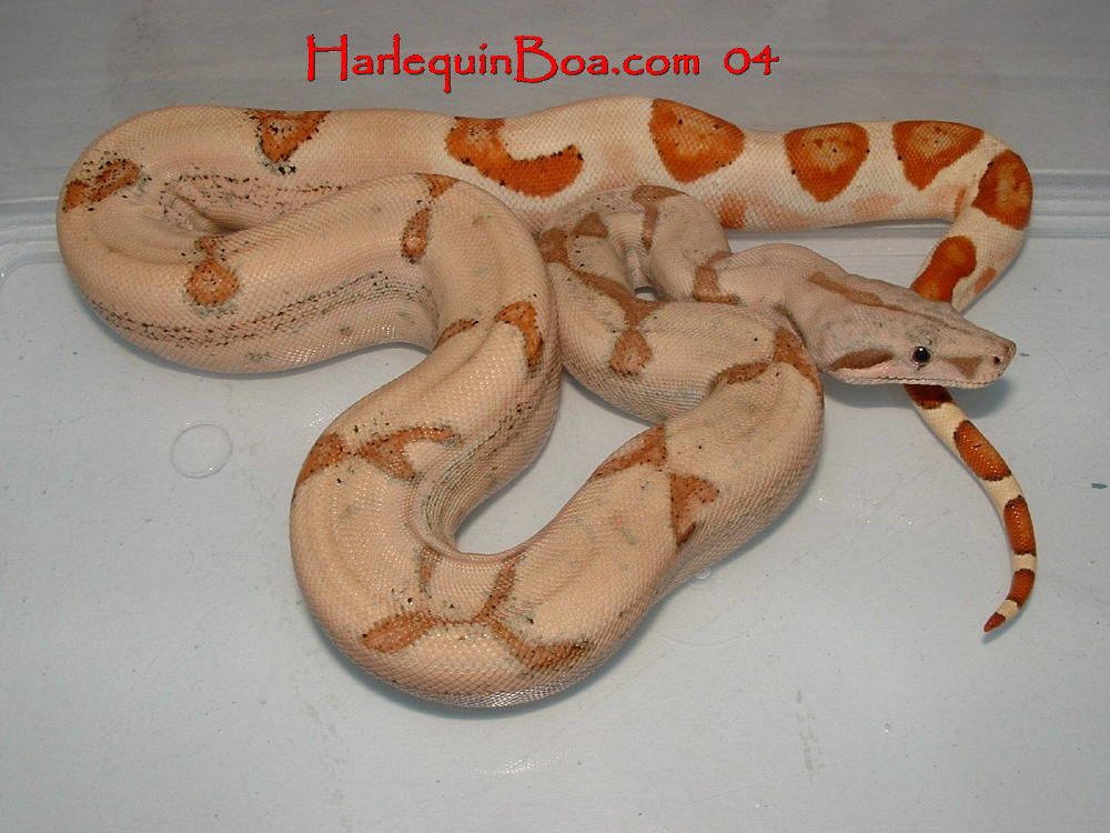 50% chance homozygous