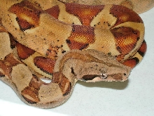Hetero hypo,poss.jungle