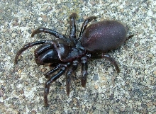 Help with ID....