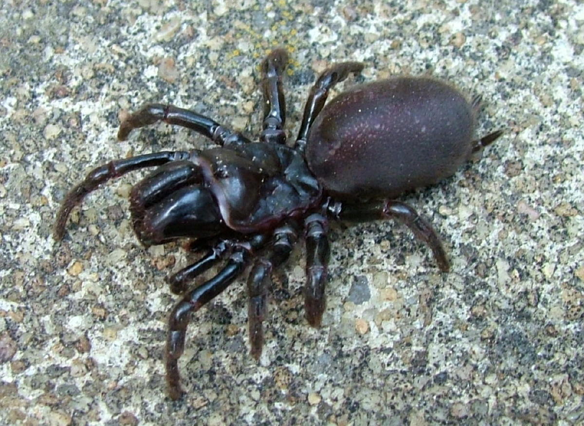 Help with ID....