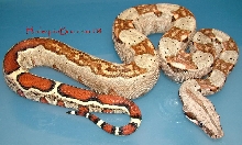 Male 04
